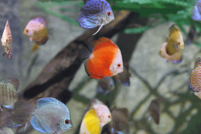 酷炫的旅行嘛对于小朋友来说头顶是舒展身姿惬意畅游的鱼儿们~睡在海