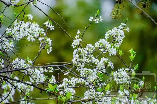 李花盛开的娇美,赣州春日美丽的乡村景色_高清图集_新浪网