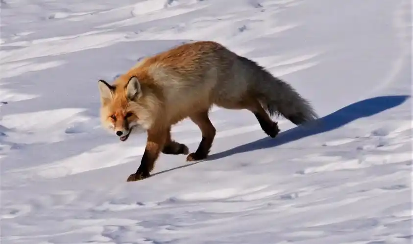 雪山上的狐狸