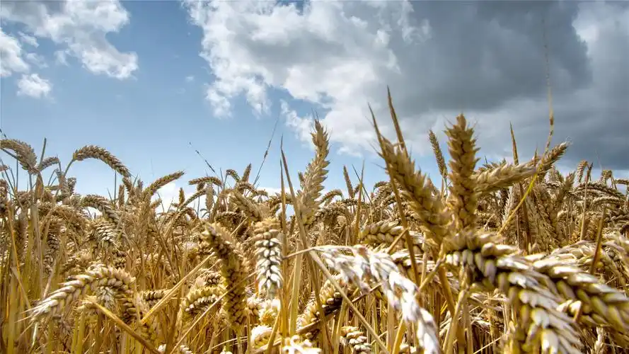 丰收的麦田高清桌面壁纸