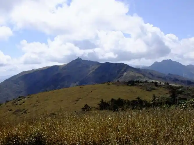 秦岭高山草甸赏杜鹃花