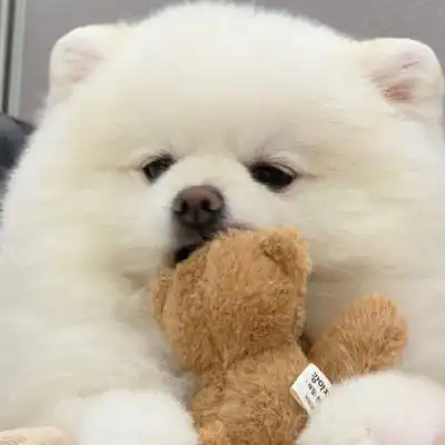 可爱白色狗狗头像