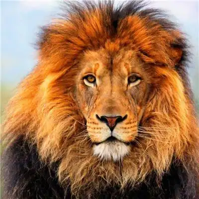 狮子头像高清图片高清霸气真实雄狮头像图片大全