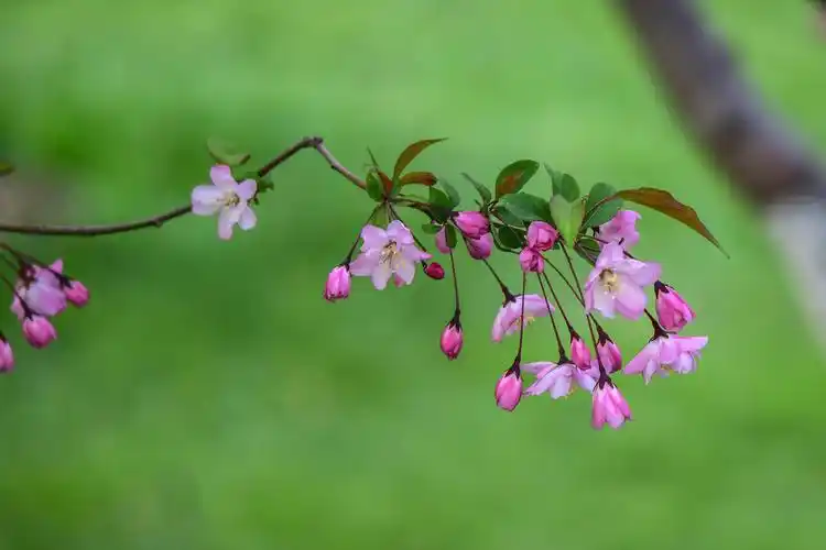 2020年春天的脚步挡不住(三)龙潭湖美景拍不够