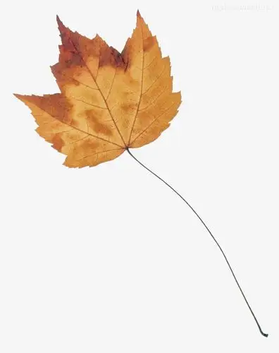 关键词 : 黄色,枯叶,叶子,秋天,枯树叶