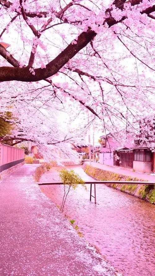 粉色浪漫樱花唯美高清手机壁纸.