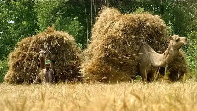 如何用英语表达压倒骆驼的最后一根稻草