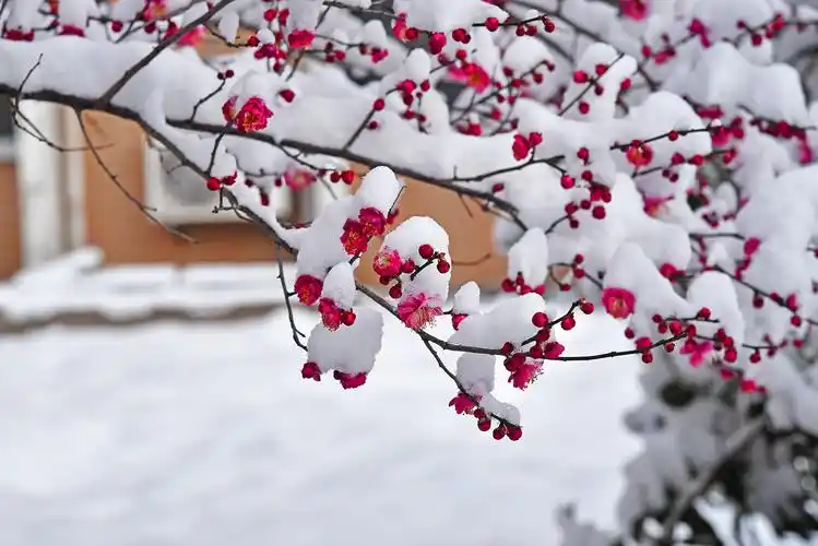 傲雪寒梅