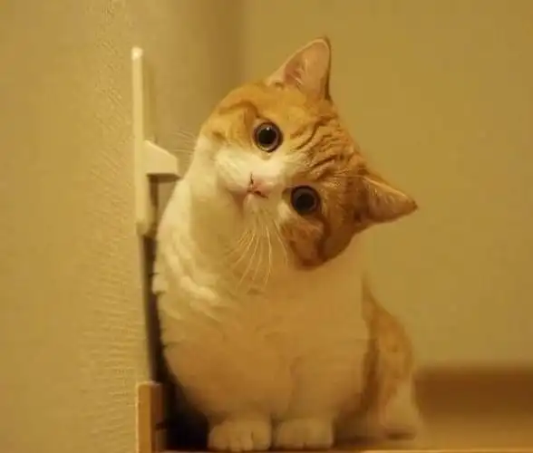 一只白橘歪头可爱小猫图
