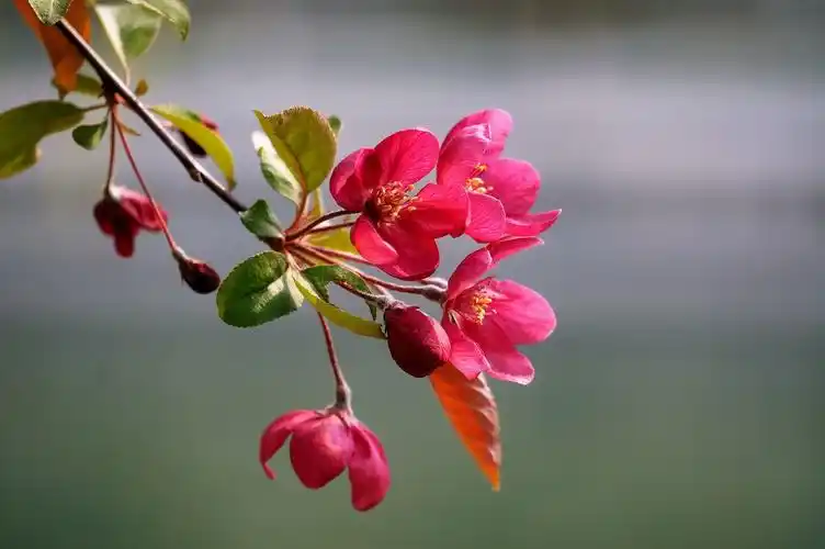 【图片10】绚丽海棠花--蜂鸟论坛照片套图