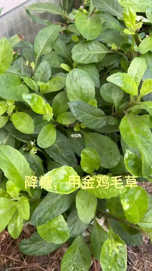 这玩儿叫做"金鸡毛草"多年前