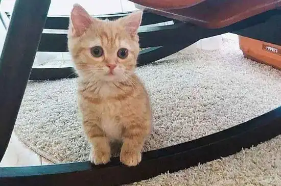 小橘猫是土猫吗