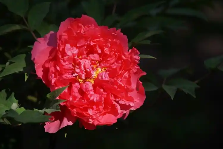 《红牡丹》王维【唐】        绿艳闲且静,红衣浅复深.