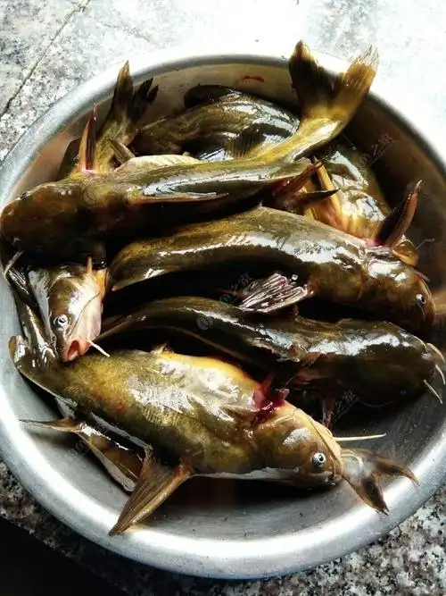 昂刺鱼红烧方法