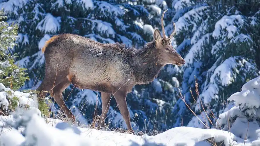 新疆阜康天山马鹿林中漫步