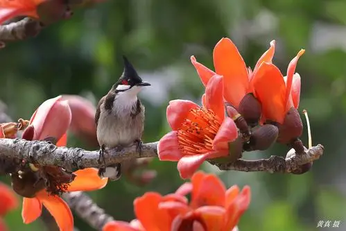 百鸟朝凤 英雄花开