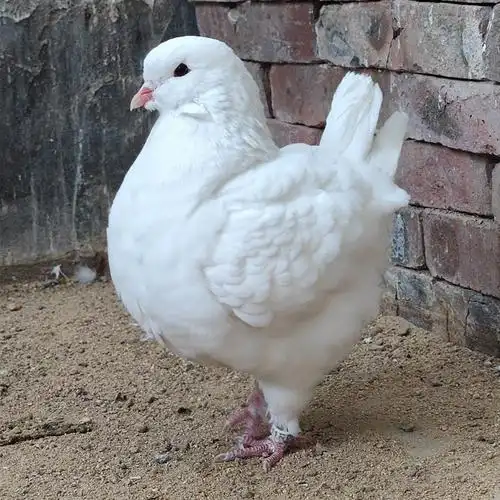 白元宝鸽子 落地王鸽子青年鸽 摩登那鸽