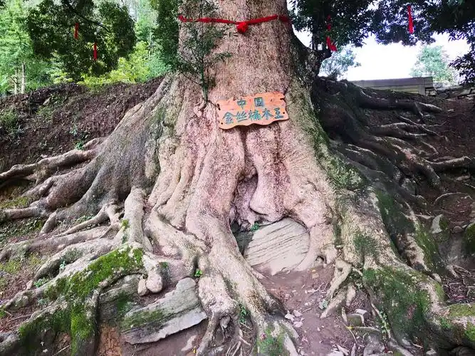 千年金丝楠