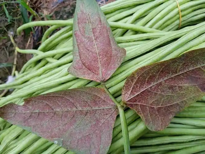 这里是豇豆叶是什么病