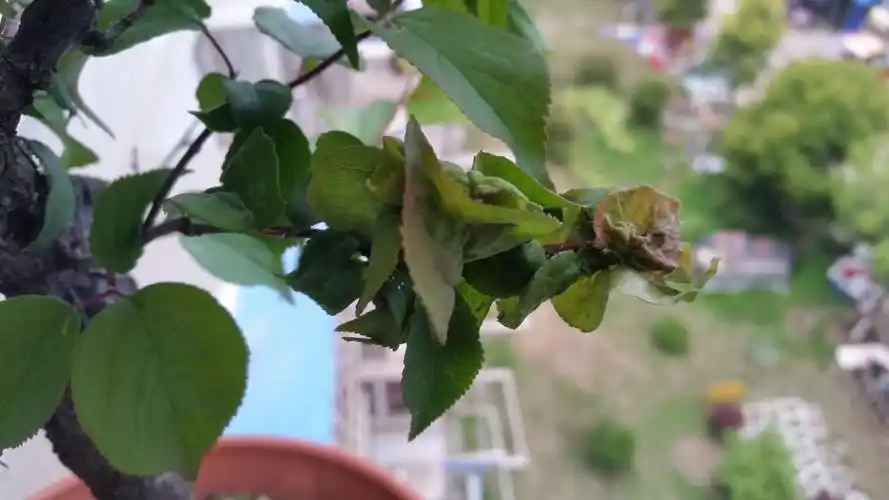 每年春天的时候红梅一发芽开始长叶子,就会生虫,最后就死了,请大家