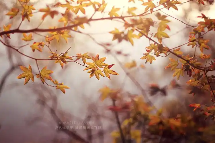 美丽唯美风景lomo意境图片大全