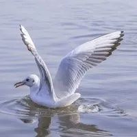 海鸥展翅飞翔头像_微信头像图片大全