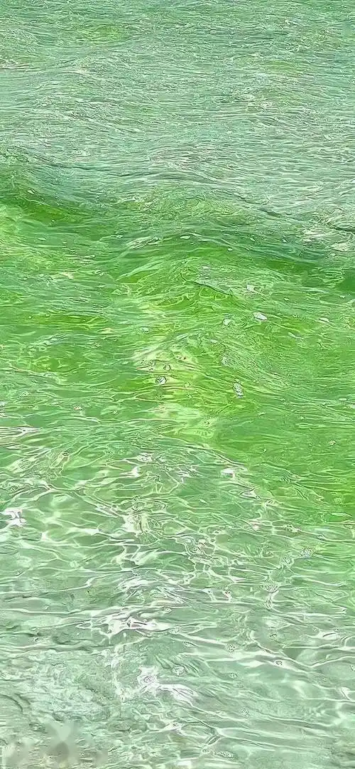 壁纸| ins风治愈系绿色壁纸_表示歉意_图片_错误