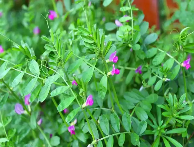 展开全部 我们这里管这个叫野豌豆