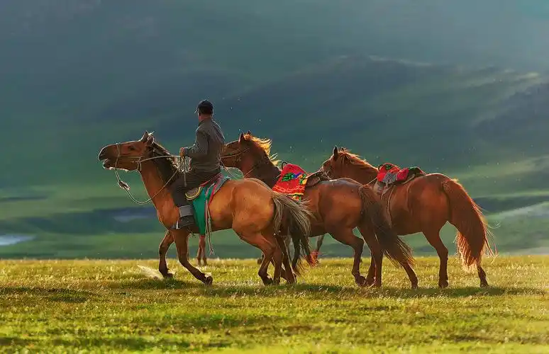 马,是草原上的精灵.