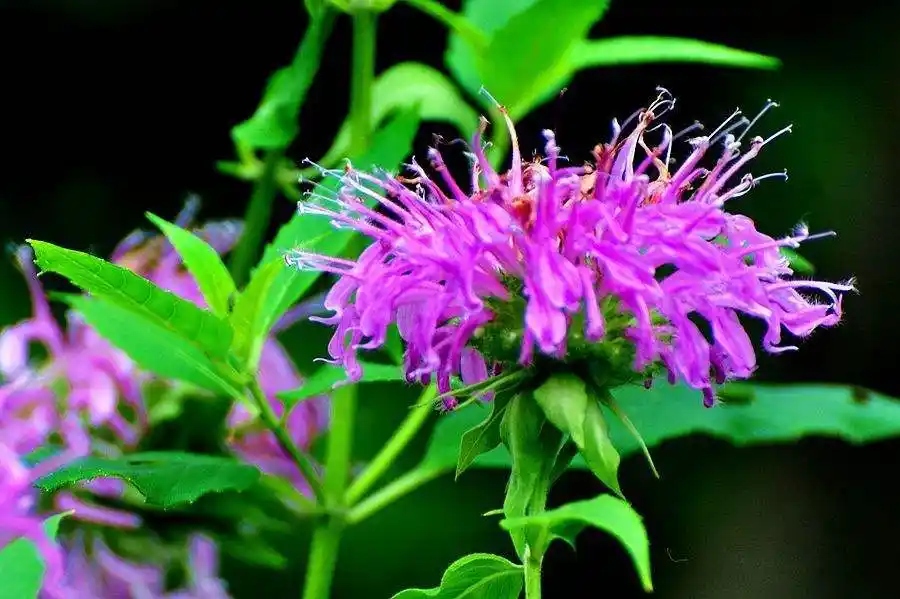 美国薄荷的生长习性及其花语