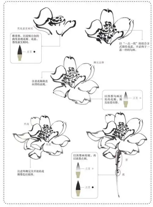 分步骤讲解荷花的画法,学会画荷花很简单,学习