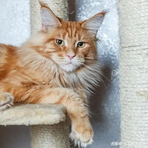 十大颜值最高的猫,布偶猫榜列第一