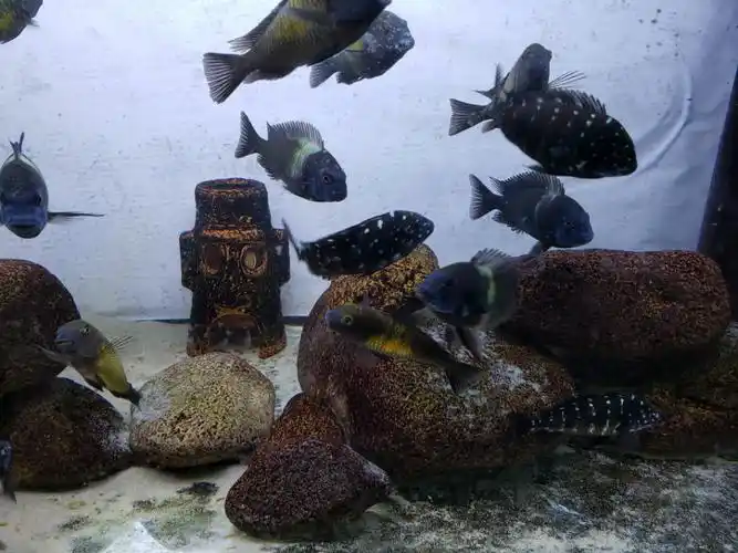 出三湖慈鲷蝴蝶蓝面