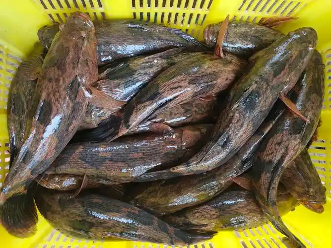 [笋壳鱼批发]笋壳鱼价格40元/斤 - 惠农网
