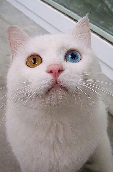 混血猫咪.看眼睛.