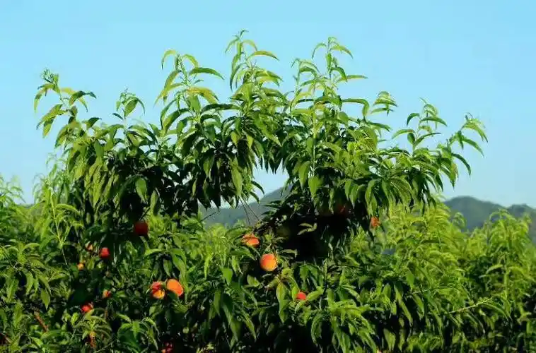 孙猴子进了王母娘娘蟠桃园! - 美篇