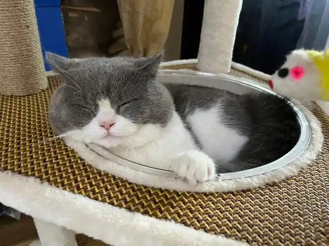 小猫咪之蓝白英短