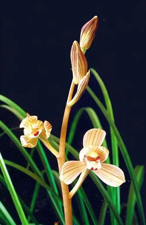 莲瓣兰铭品梅瓣——点苍梅,花朵端庄大气,叶姿优美,刚柔相济