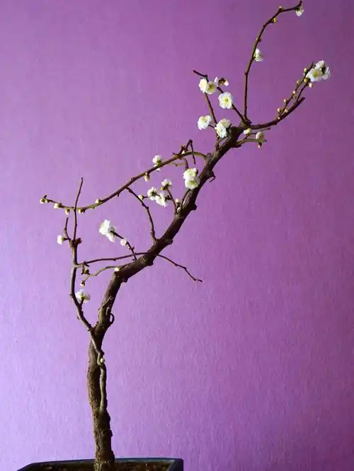 花开龙游梅一笑冰清韵