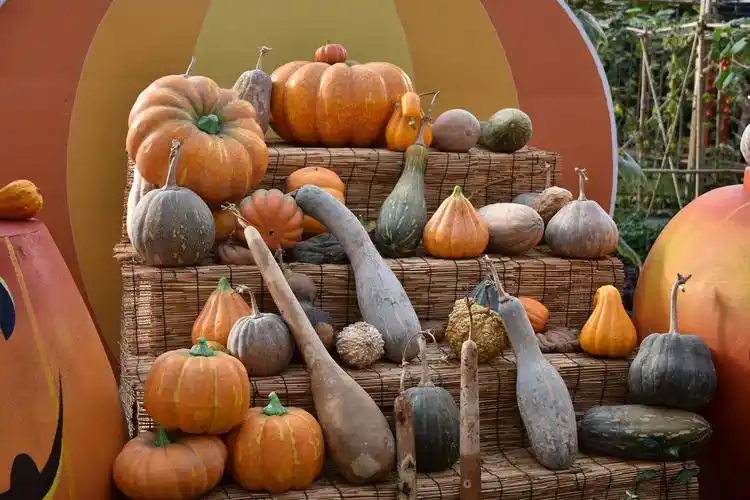 令人欣赏的各种瓜.