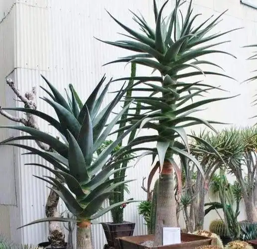 芦荟也能养成"老树桩",枝干比人高,做菜美容用一年|吊兰|植株_网易