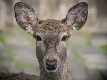 动物园里的梅花鹿头部正面特写