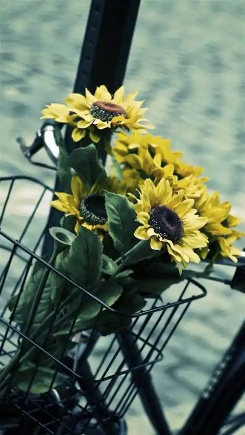 治愈系,小清新,向日葵,治愈系,小清新,清新花卉,手机壁纸向日葵静物