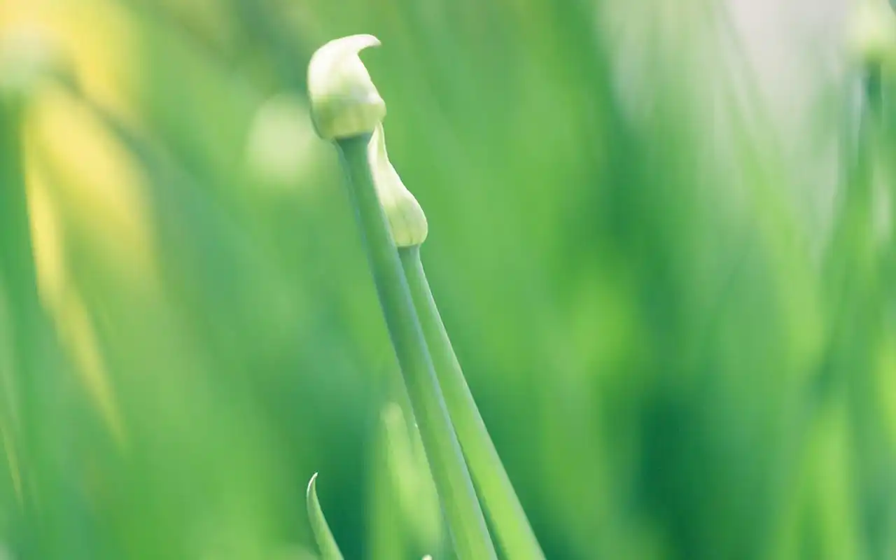 治愈系绿色植物图片桌面壁纸