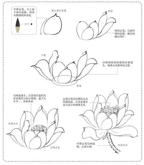 分步骤讲解荷花的画法,学会画荷花很简单,学习