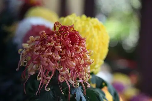 杭州植物园菊花展