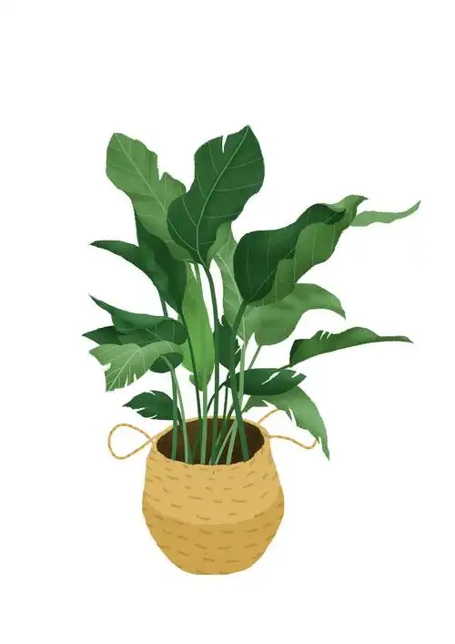 植物|插画|创作习作|梁筱然_临摹作品-站酷zcool