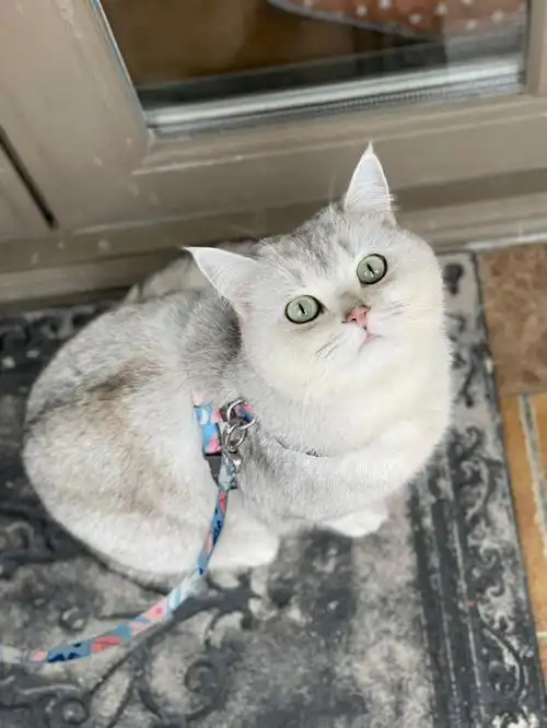 英短银渐层猫猫