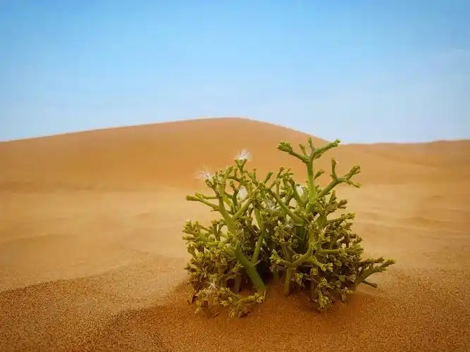 荒芜的沙漠,绿色的植物,生命的传承. - 毫末合木 - 图虫