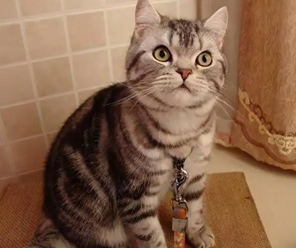 美短猫图片大全及价格(公认最好养的美国短毛猫)